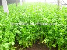 High quality tender crisp fragrance yellow celery seeds for growing