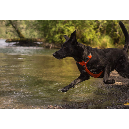 Ağır Köpek Koşum