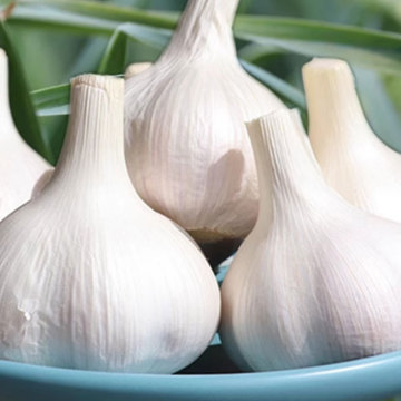 Fresh Garlic Bulbs for Home Use