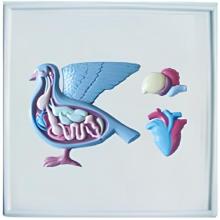 Pigeon anatomical relief model