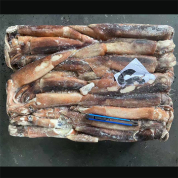 Frozen Whole Round Squid Illex Argentinus