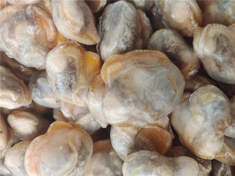 Owoce morza Świeże mrożone małże mięso zamrażanie pulchny Clam