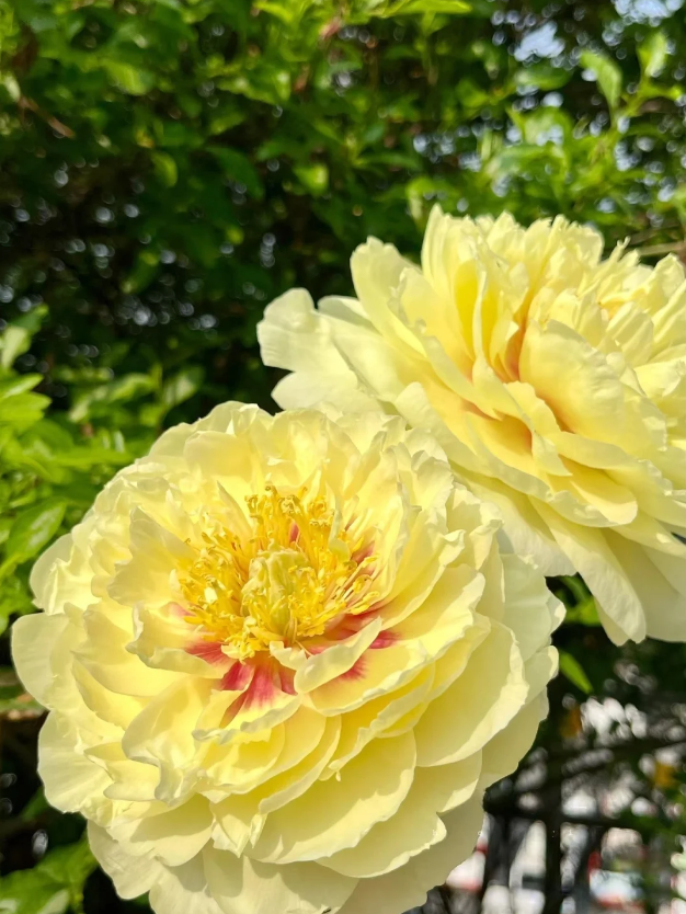 বার্টজেলা পিওনি Bartzella Peony