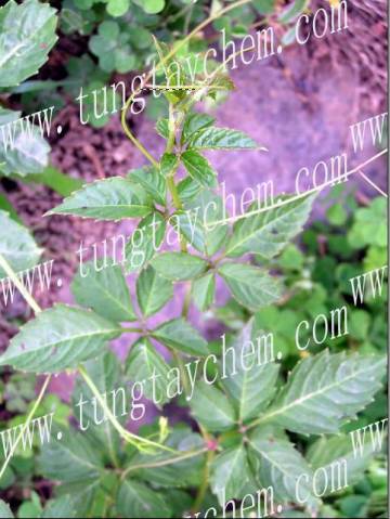 Fiveleaf Gynostemma Herb