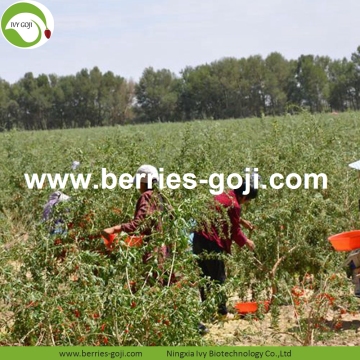 Fruit Products Buy Bulk Package Conventional Goji Berries