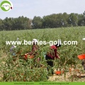 Factory Supply Fruit Box Pakket Groothandel Goji Berry