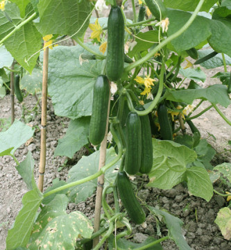 Chinese f1 hybrid cucumber seeds for sale