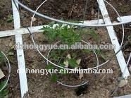 galvanized spiral tomato cages