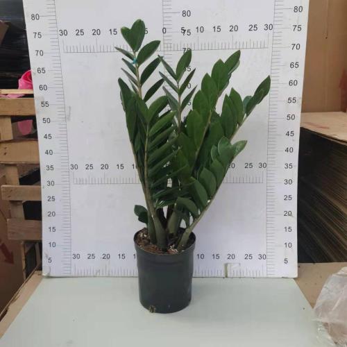 Zamioculcas zamiifolia 210# suppliers