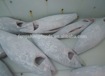 sashimi grade frozen bigeye tuna price