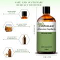 100 ٪ طبيعية طبيعية نقية أسعار شعرية Artemisia Wormwood Oil