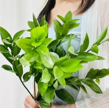 Kunming Flower Market: Wholesale Fresh Cut Flowers and Greenery