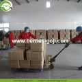 Tog Grade Factory Supply Gedroogde Ningxia Lycium