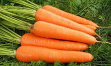 New Fresh Carrots Wholesale