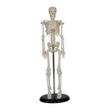 DARHMMY 42cm High Quality Mini Human Body Skeleton Model