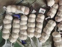 Super Pure Garlic New Crop