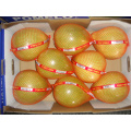 Frisk xiamen deilig pomelo