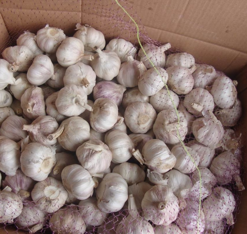 Fresh Red Garlic Seeds Factory In Bulk Carton Packing 