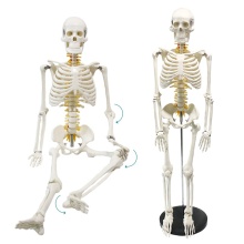 85cm Spinal Cord and Nerve Skeleton Model FRT005 for Medical Science