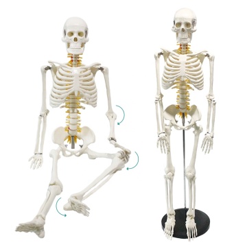 85cm Spinal Cord and Nerve Skeleton Model FRT005 for Medical Science