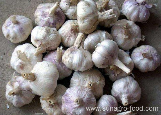 More Spicy Common Purple Garlic