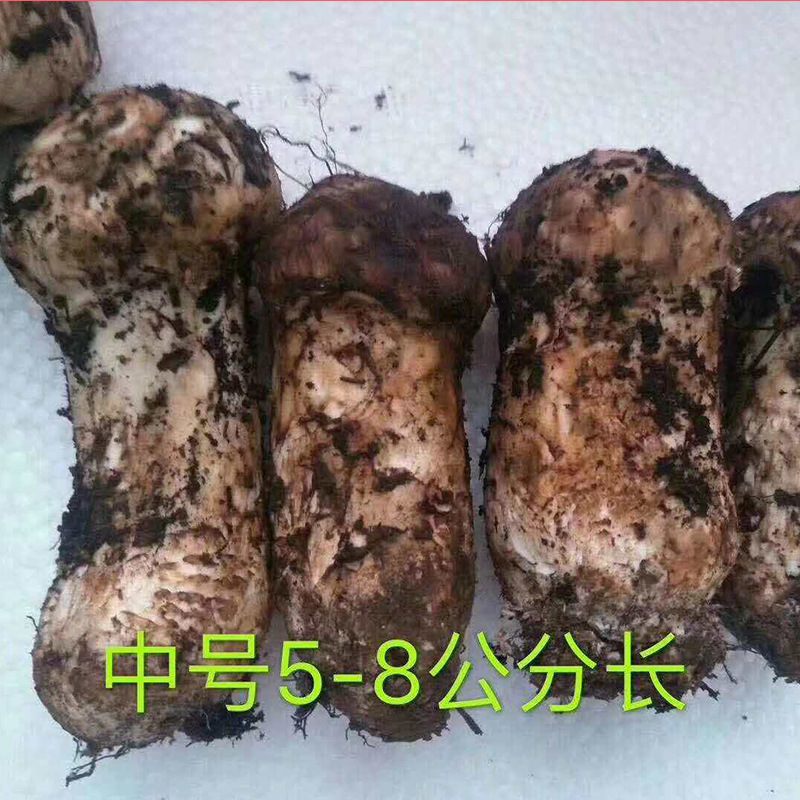 بيع المجففة المتجمدة Tricholoma matsutake