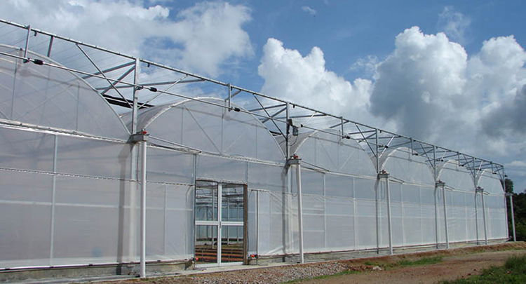 Natural Ventilation Single Span Greenhouse