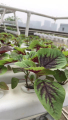 Hydroponic PVC-pijp van voedingskwaliteit