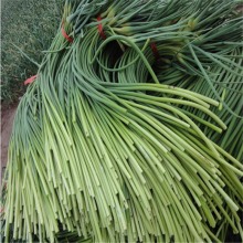 Chinese fresh garlic moss