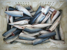 HGT Mackerels (SF-120813)