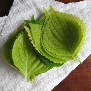 Perilla Frutescens Leaf Extract Sclareol