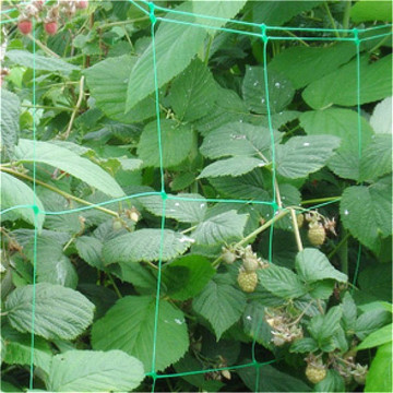 Climbing plant support netting for vegetable