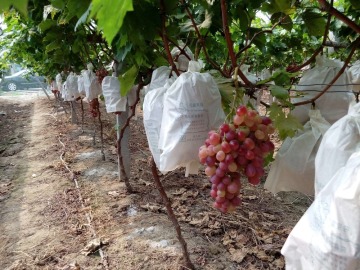 paper bag grape protection grape fruit protection bag
