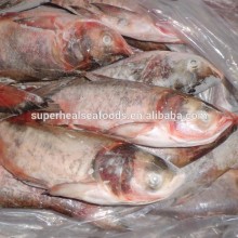 Whole Round Frozen Silver Carp 500-1000g