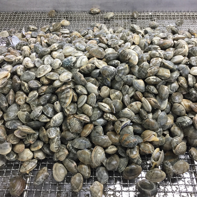 2021 new season short necked clam in shell