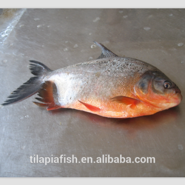 frozen pomfret fish stock fish