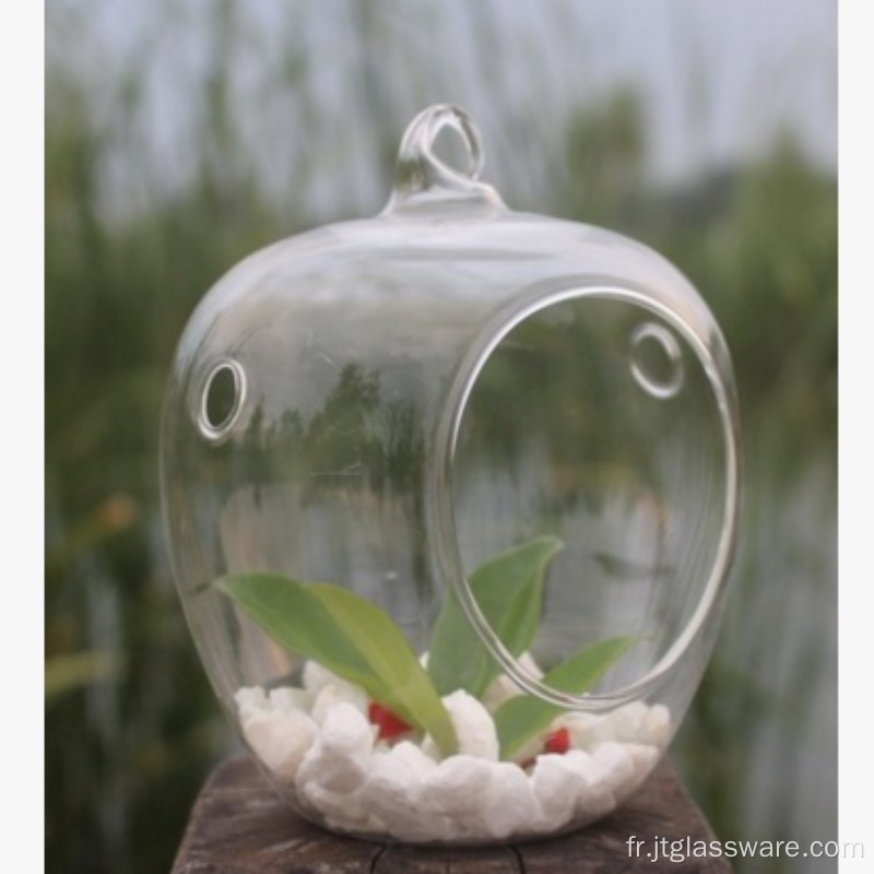 Véritable beau terrarium végétal fonctionnel