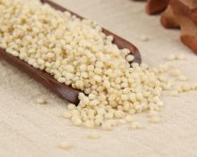 Sorghum