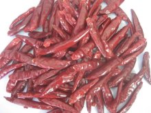 dry red Chilli