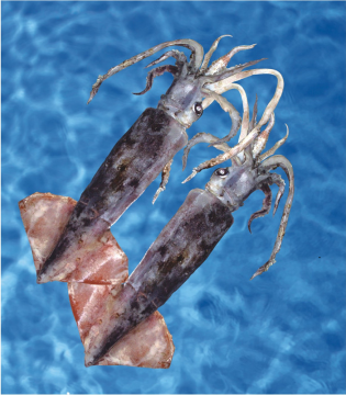 Seafood Whole Round Bartrami Squid Frozen Squid