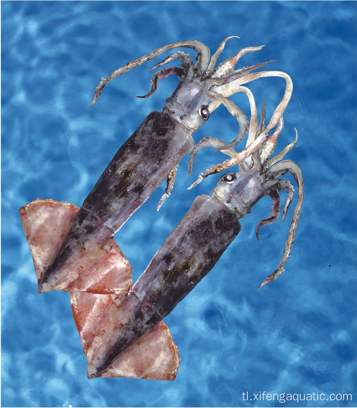 Seafood Whole Round Bartrami Squid Frozen Squid
