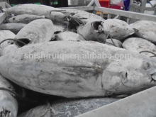 Skipjack tuna (Katsuwonus pelamis)