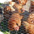 Vista de malla de alambre hexagonal de conejo de pollo