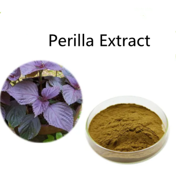 Buy online active ingredients Perilla Extract powder