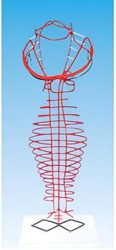 Evolution of the dorsal aorta (1 component)