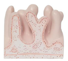 An enlarged model of jejunum inner surface structure