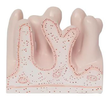 An enlarged model of jejunum inner surface structure