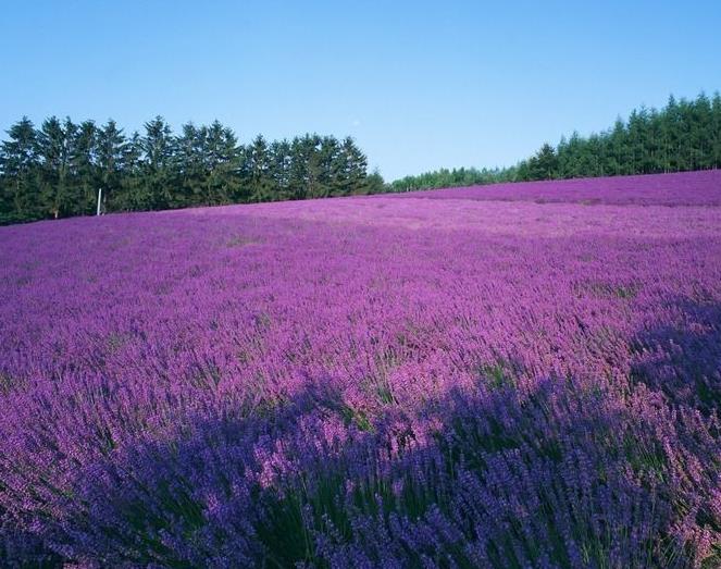 Grosir hidrosol lavender alami dengan harga terbaik