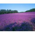 Hidrosol de lavanda natural al por mayor con el mejor precio