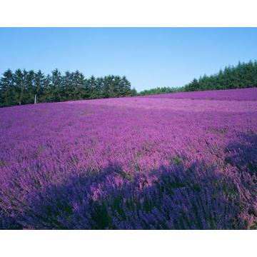 Hidrosol de lavanda natural al por mayor con el mejor precio